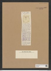 Diatomeae indet. Zeichnungen Sammlung Grunow Nr. 8961 (NHMW-BOT-W0378650)